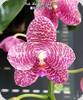 Phal. Mok Choi Yew 788